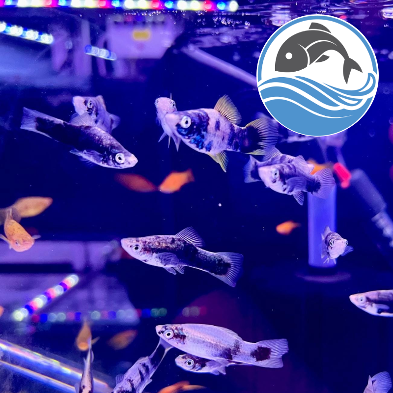 Aquatics Shop Sheffield